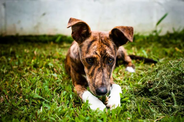 Cachorro ra a SRD idade 7 a 11 meses nome Luvi