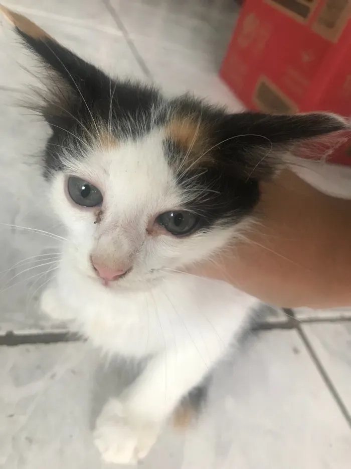 Gato ra a SRD idade Abaixo de 2 meses nome Sem nome 