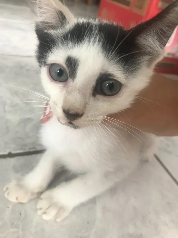 Gato ra a SRD idade Abaixo de 2 meses nome Sem nome 