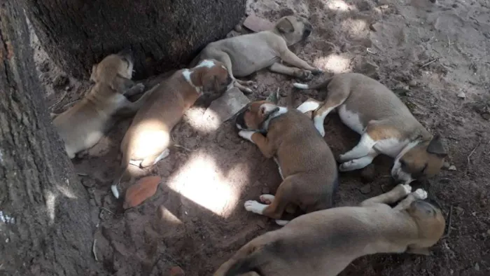 Cachorro raça Desconhecida idade Abaixo de 2 meses nome Filhotes
