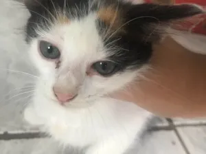 Gato raça SRD idade Abaixo de 2 meses nome Sem nome 
