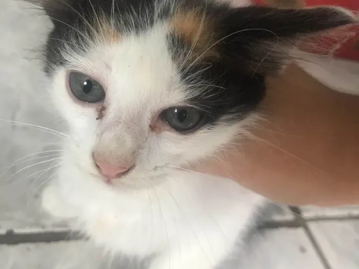 Gato ra a SRD idade Abaixo de 2 meses nome Sem nome 