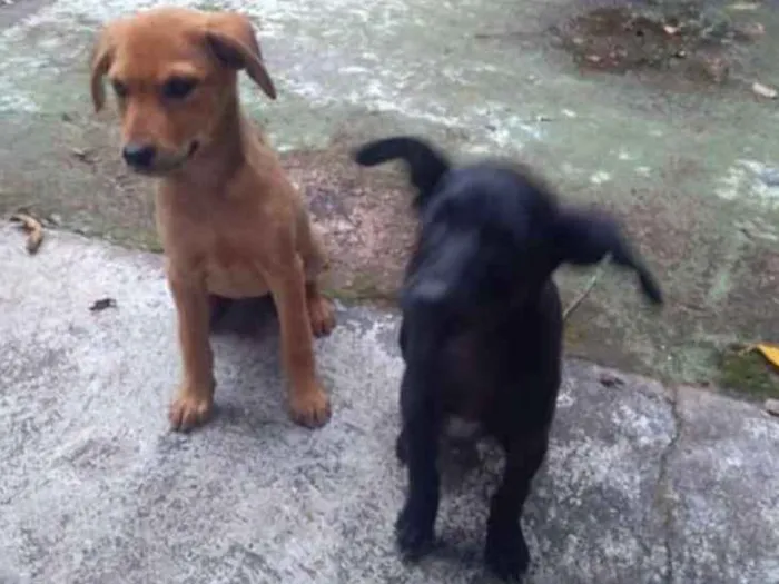 Cachorro ra a SRD idade 2 a 6 meses nome Sem nome