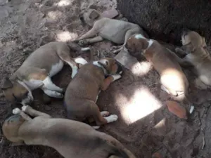 Cachorro raça Desconhecida idade Abaixo de 2 meses nome Filhotes