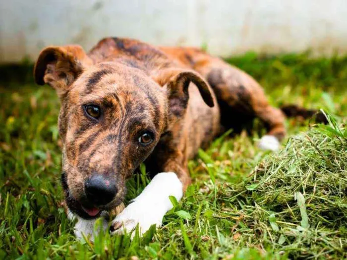 Cachorro ra a SRD idade 7 a 11 meses nome Luvi