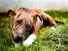 Cachorro raça SRD idade 7 a 11 meses nome Luvi