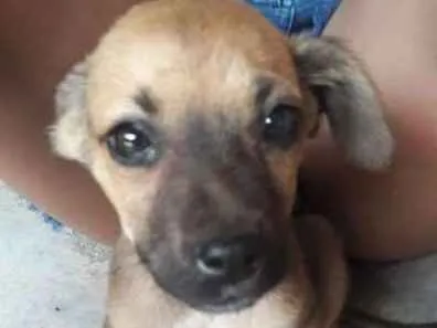 Cachorro ra a SRD idade 2 a 6 meses nome Sem nome