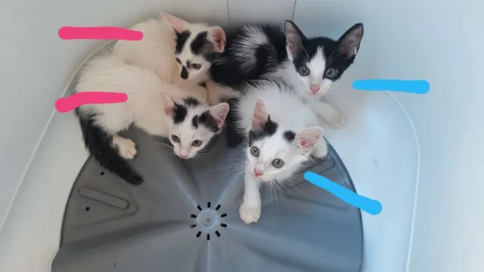 Gato raça viralata idade 2 a 6 meses nome Gatos