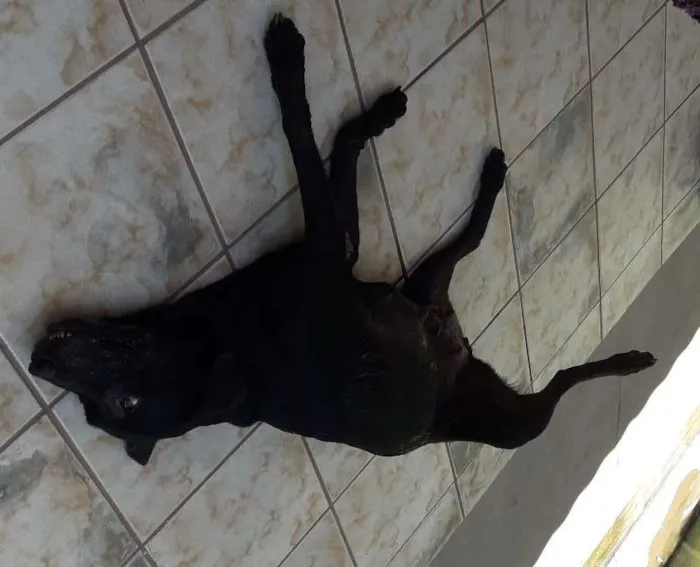 Cachorro raça DE CASA  idade 6 ou mais anos nome PANTERA