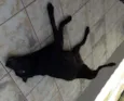 PANTERA