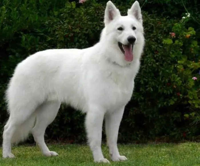 Cachorro ra a Pastor canadense  idade 2 anos nome Lobinha 