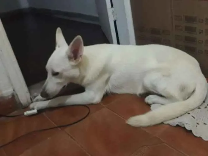 Cachorro ra a Pastor canadense  idade 2 anos nome Lobinha 