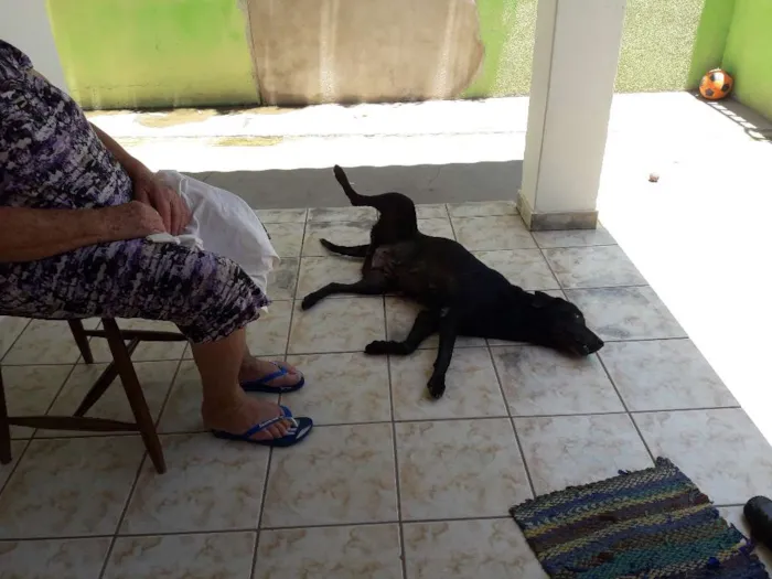 Cachorro raça DE CASA  idade 6 ou mais anos nome PANTERA