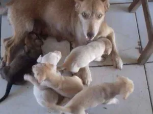 Cachorro raça Vira-lata idade Abaixo de 2 meses nome Belinha