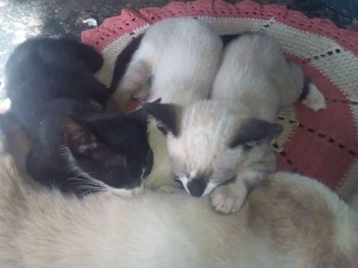 Gato ra a Siamêses idade 2 a 6 meses nome Lúcifer, lolo e lala