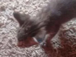 Gato raça  idade Abaixo de 2 meses nome Sem nome