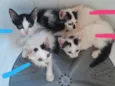 Gatos