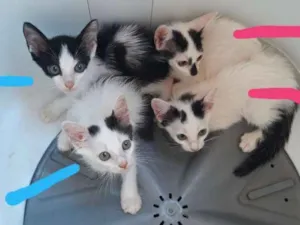 Gato raça viralata idade 2 a 6 meses nome Gatos
