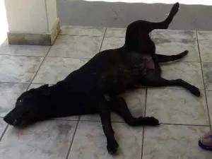 Cachorro raça DE CASA  idade 6 ou mais anos nome PANTERA