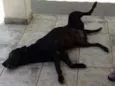 PANTERA