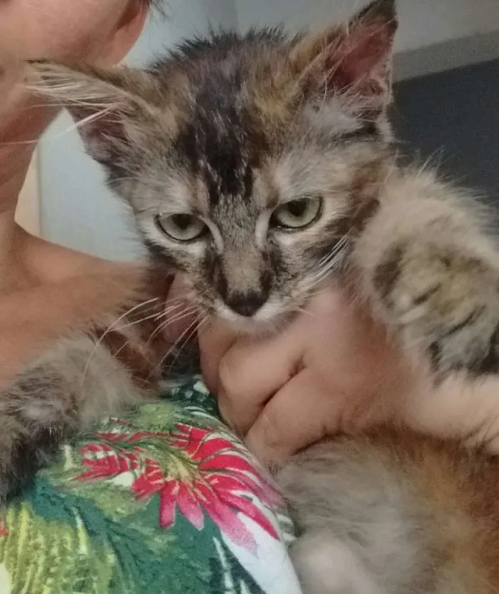 Gato ra a Srd idade 2 a 6 meses nome Não tem