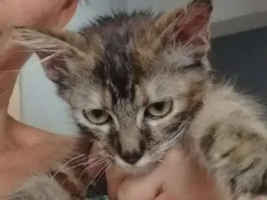 Gato raça Srd idade 2 a 6 meses nome Não tem