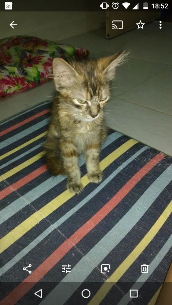 Gato ra a Srd idade 2 a 6 meses nome Não tem