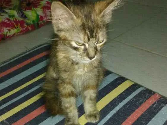 Gato ra a Srd idade 2 a 6 meses nome Não tem