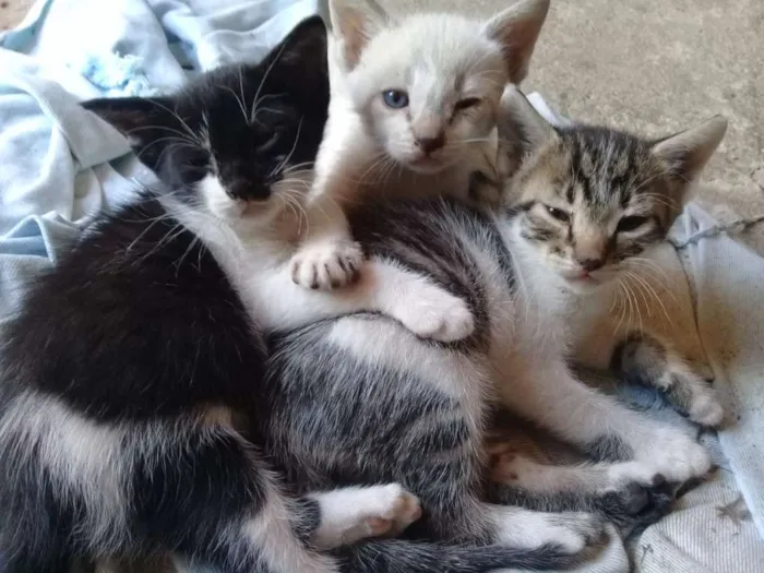 Gato ra a todas idade Abaixo de 2 meses nome filhotes de gatinhos