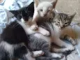 filhotes de gatinhos