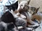 Gato raça todas idade Abaixo de 2 meses nome filhotes de gatinhos