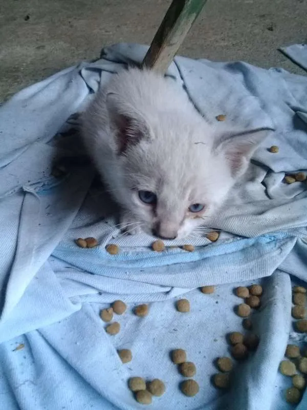 Gato ra a todas idade Abaixo de 2 meses nome filhotes de gatinhos