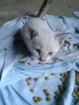 filhotes de gatinhos