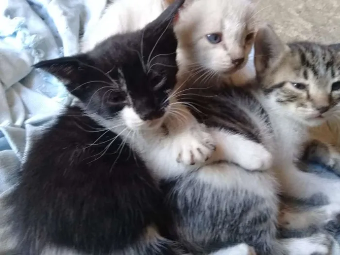 Gato ra a todas idade Abaixo de 2 meses nome filhotes de gatinhos