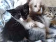 filhotes de gatinhos