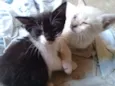 filhotes de gatinhos