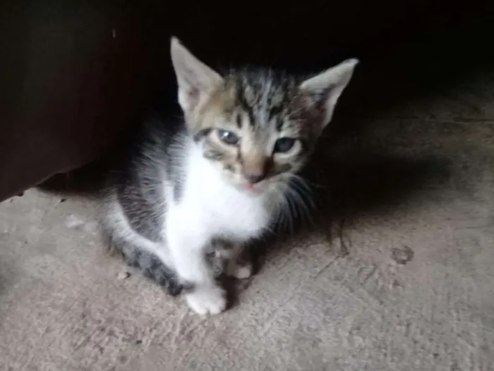 Gato ra a todas idade Abaixo de 2 meses nome filhotes de gatinhos