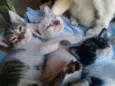 filhotes de gatinhos
