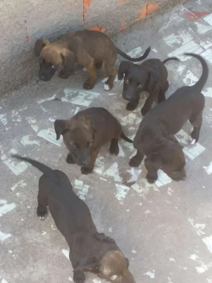 Cachorro raça Labrador com viralata  idade 2 a 6 meses nome Sem nome filhotes 