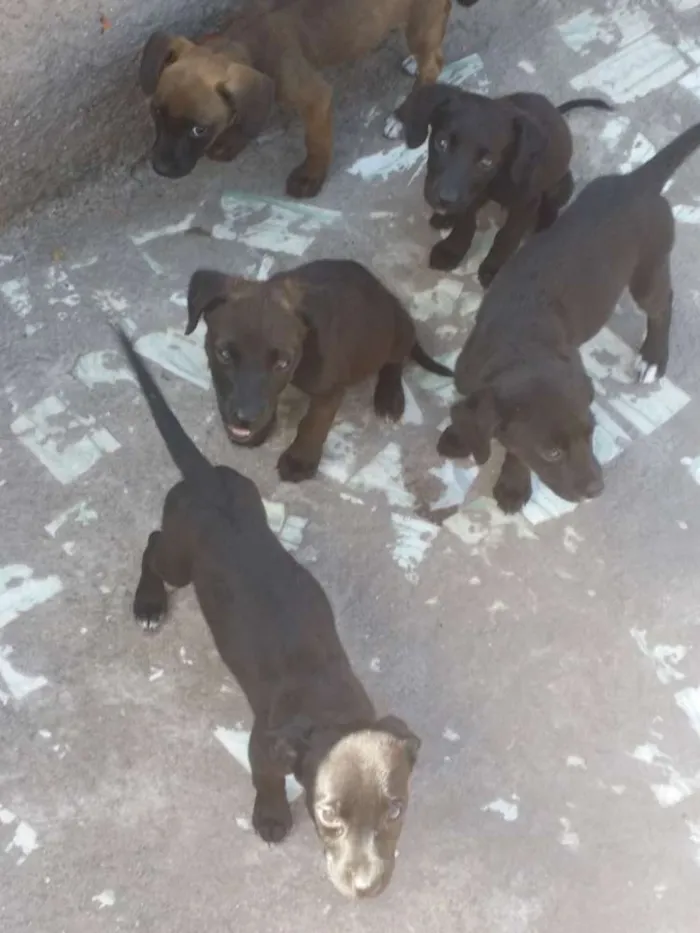 Cachorro raça Labrador com viralata  idade 2 a 6 meses nome Sem nome filhotes 