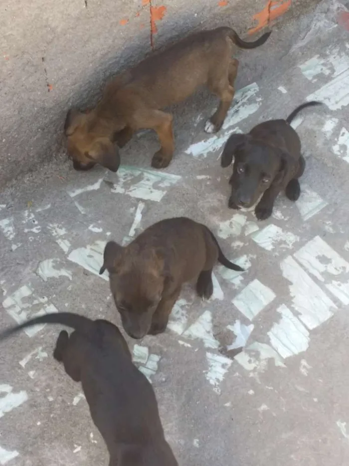 Cachorro raça Labrador com viralata  idade 2 a 6 meses nome Sem nome filhotes 