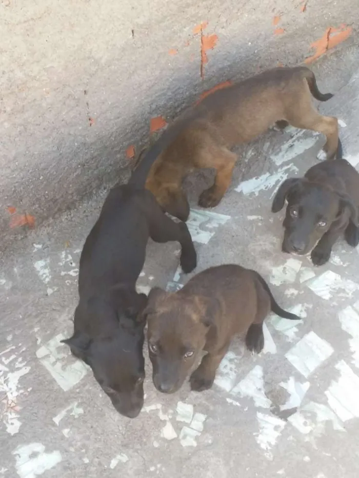 Cachorro raça Labrador com viralata  idade 2 a 6 meses nome Sem nome filhotes 