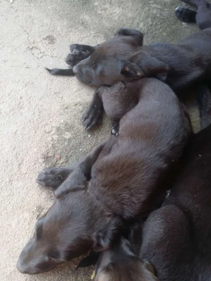 Cachorro raça Labrador com viralata  idade 2 a 6 meses nome Sem nome filhotes 