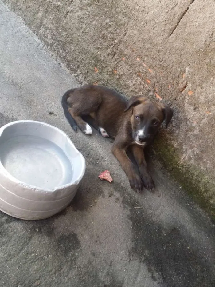 Cachorro raça Labrador com viralata  idade 2 a 6 meses nome Sem nome filhotes 