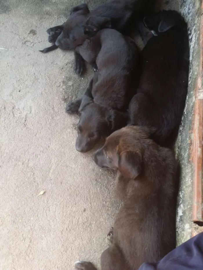 Cachorro raça Labrador com viralata  idade 2 a 6 meses nome Sem nome filhotes 