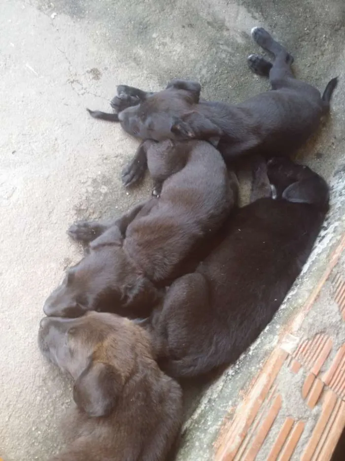 Cachorro raça Labrador com viralata  idade 2 a 6 meses nome Sem nome filhotes 