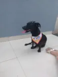 Dolly