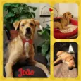 João - 1 aninho