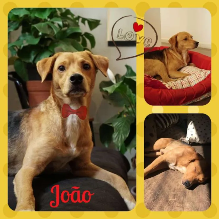 Cachorro raça SRD idade 1 ano nome João - 1 aninho