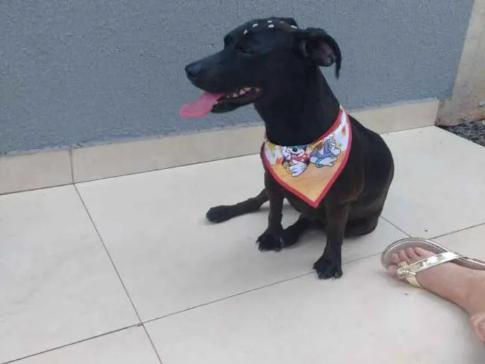 Cachorro ra a Fox Paulistinha idade 3 anos nome Dolly